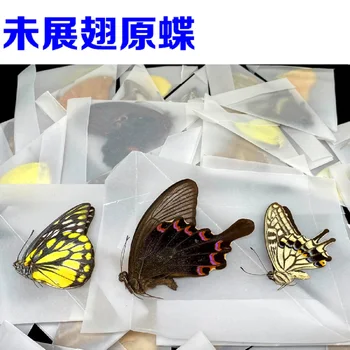 Обучение использованию сырья ручной работы для изготовления образцов бабочек с распущенными крыльями и оригинальной треугольной сумкой для бабочек
